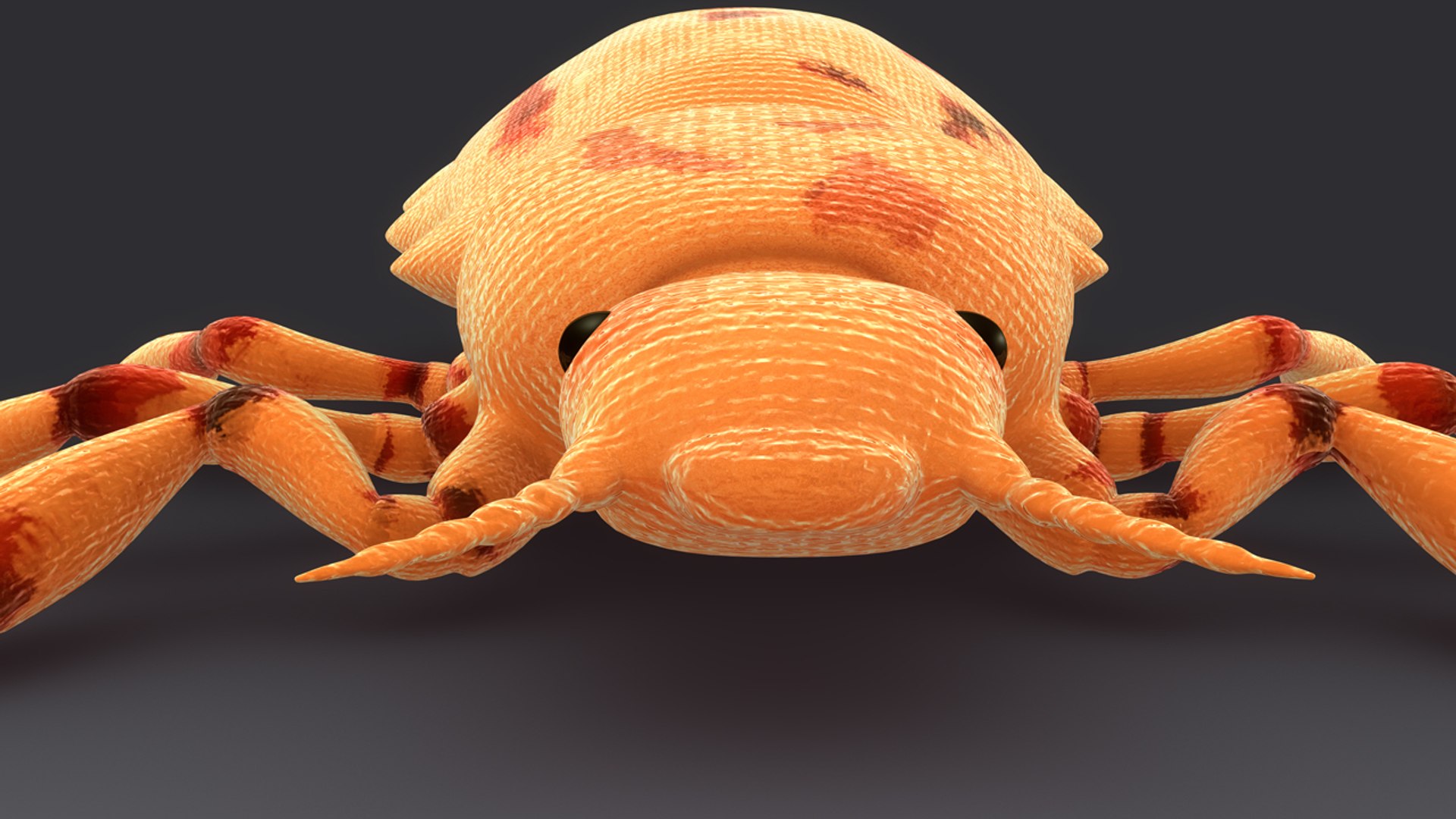 pediculus louse infects 3d model https://p.turbosquid.com/ts-thumb/xS/Zsao2u/qW4VprlS/b0376pediculus_perspective.0001/jpg/1481024342/1920x1080/fit_q87/e2460b8fa4433f3467e11ffecacf60c0034b9f04/b0376pediculus_perspective.0001.jpg