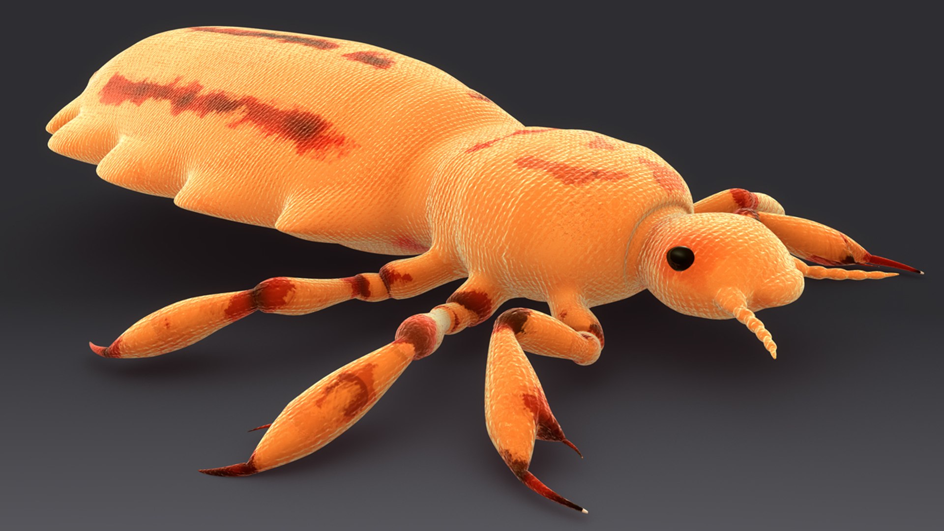 pediculus louse infects 3d model https://p.turbosquid.com/ts-thumb/xS/Zsao2u/y9VjlcDr/b0376pediculus_front.0001/jpg/1481024342/1920x1080/fit_q87/e706a1ffebe490bf5e25ea4915543eca38747e63/b0376pediculus_front.0001.jpg