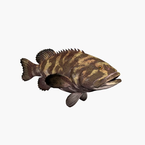 3D model Grouper - TurboSquid 2024972