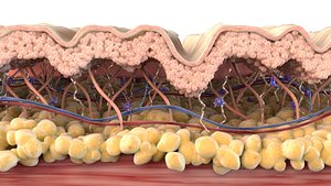 skin cross section wrinkled 3D model