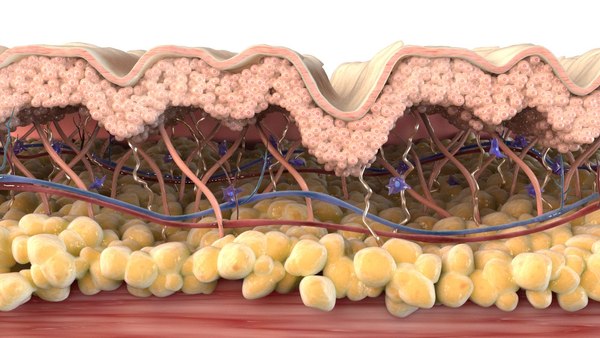 skin cross section wrinkled 3D model