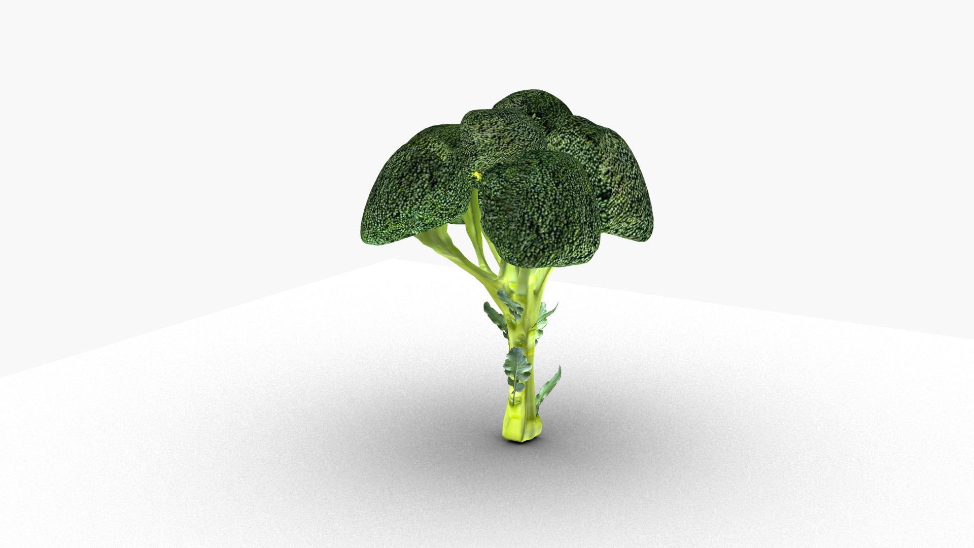 Broccoli model https://p.turbosquid.com/ts-thumb/xT/6sEy9f/Fo/broc/jpg/1674477485/1920x1080/turn_fit_q99/17b4653911263ff9ae99f177decea82eb3964edc/broc-1.jpg