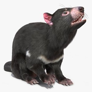 Tasmanian Devil Fur Rigged