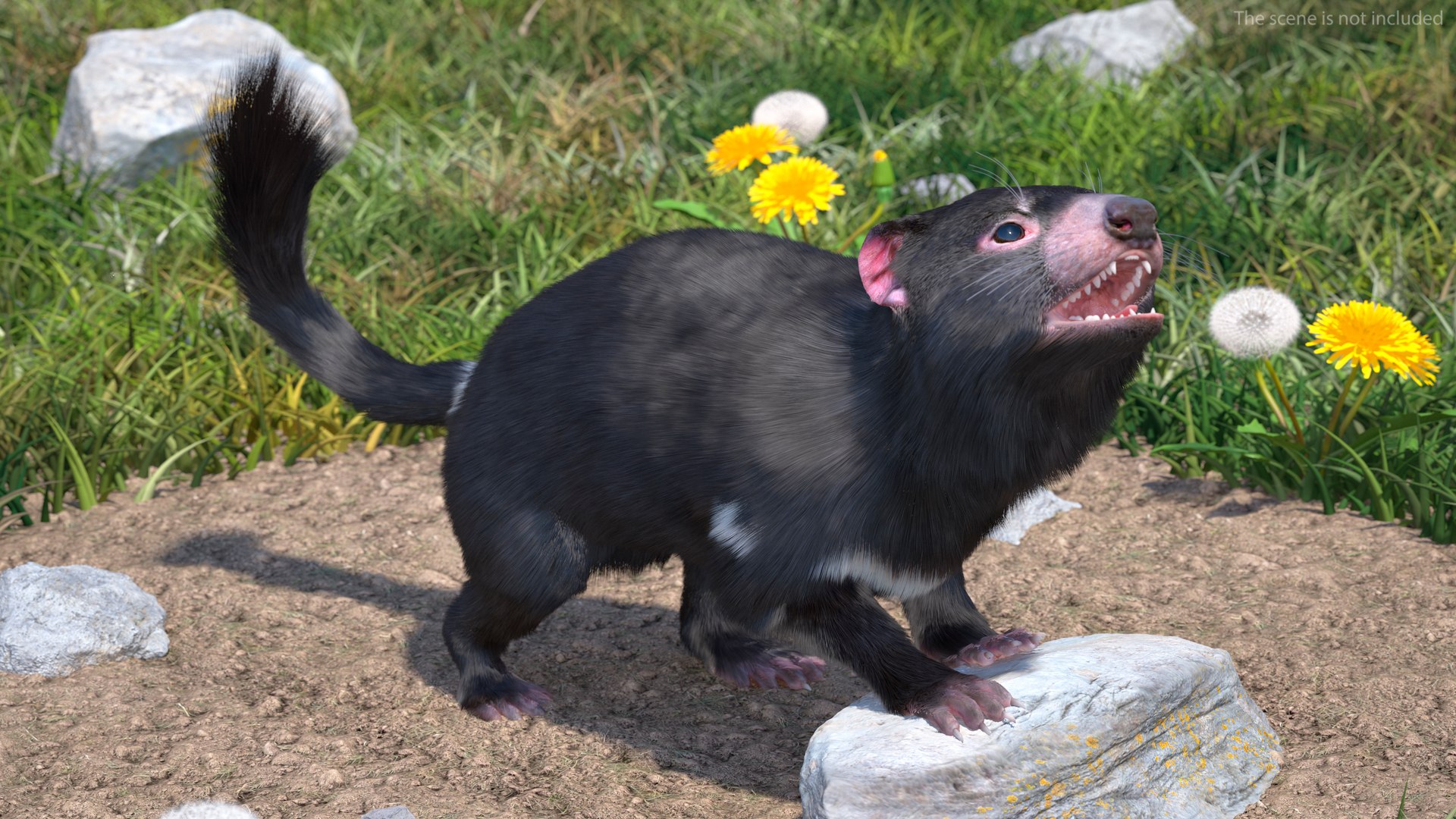 3D Tasmanian Devil Fur Rigged - TurboSquid 2126502