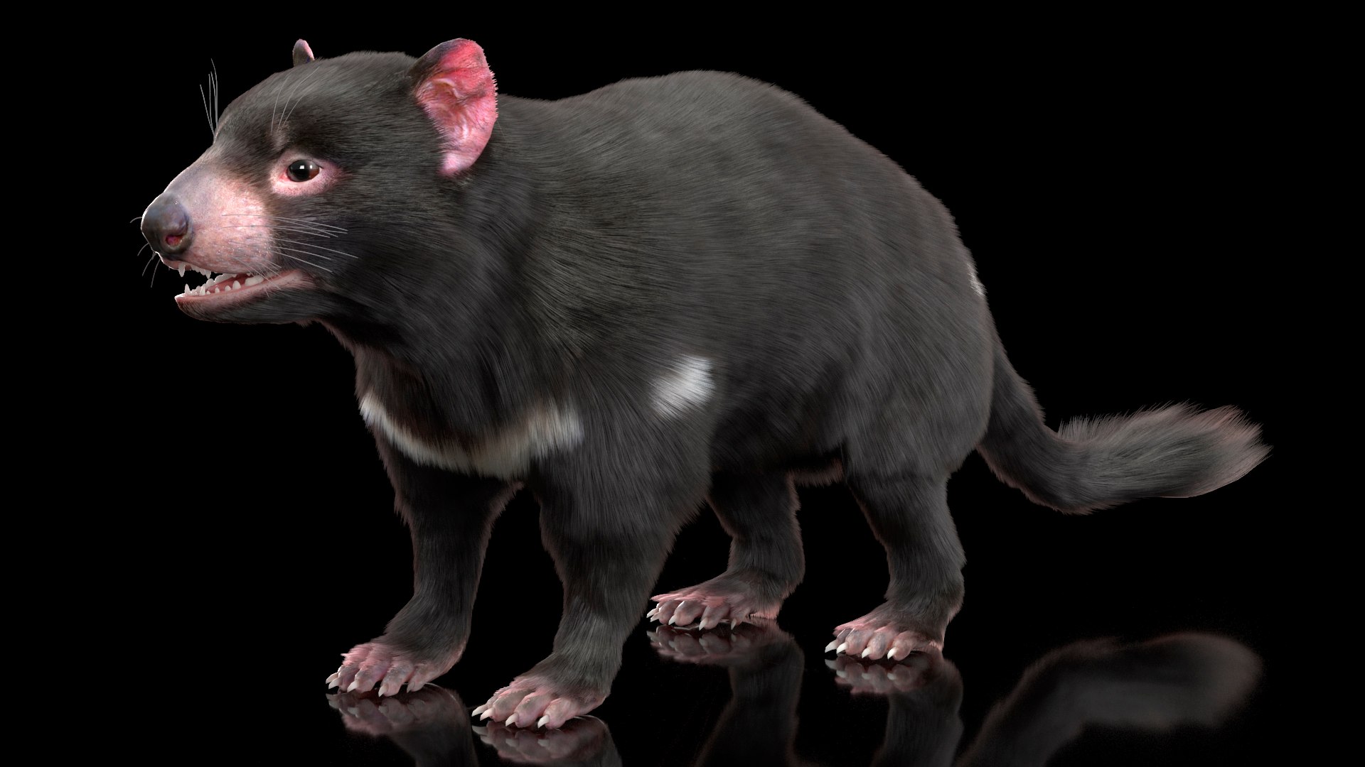 3D Tasmanian Devil Fur Rigged - TurboSquid 2126502