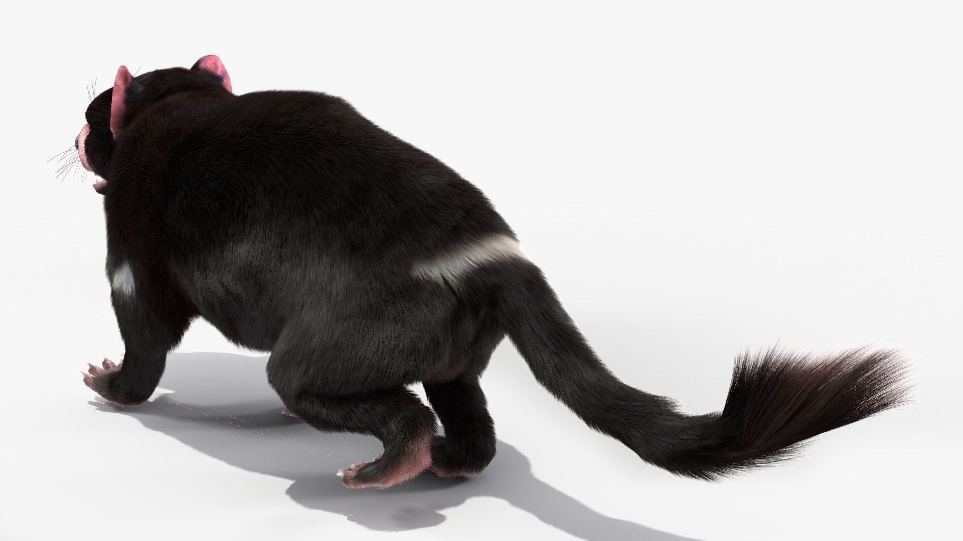 3D Tasmanian Devil Fur Rigged - TurboSquid 2126502