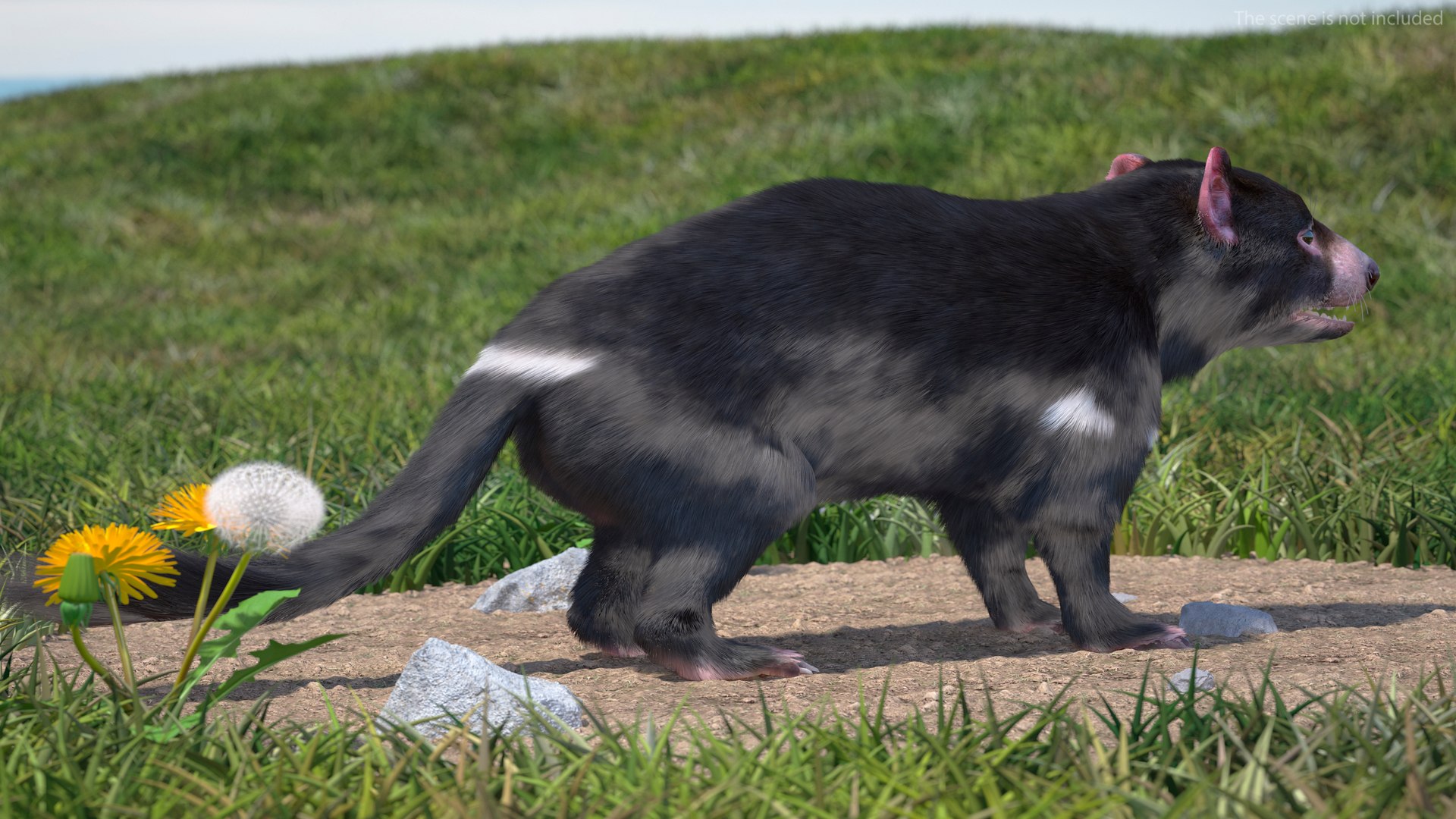 3D Tasmanian Devil Fur Rigged - TurboSquid 2126502
