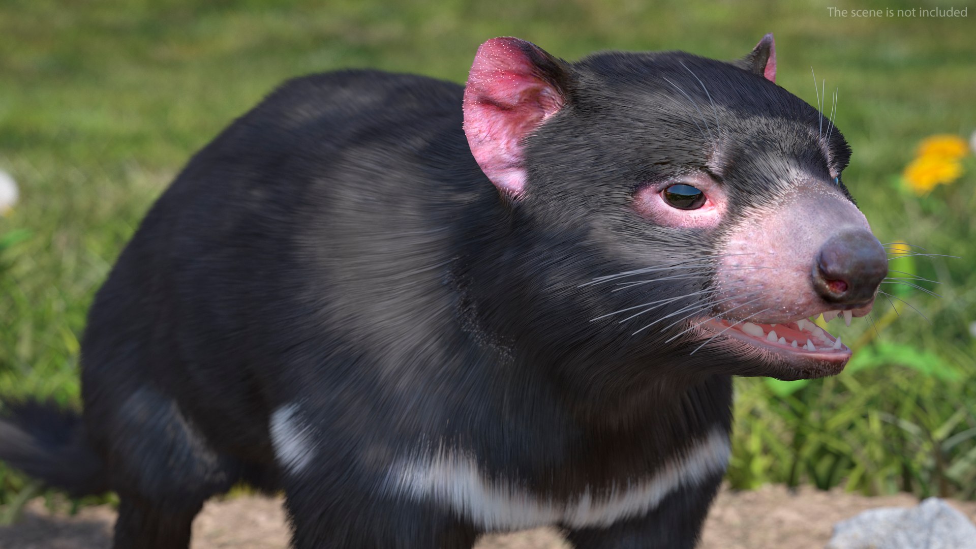 3D Tasmanian Devil Fur Rigged - TurboSquid 2126502