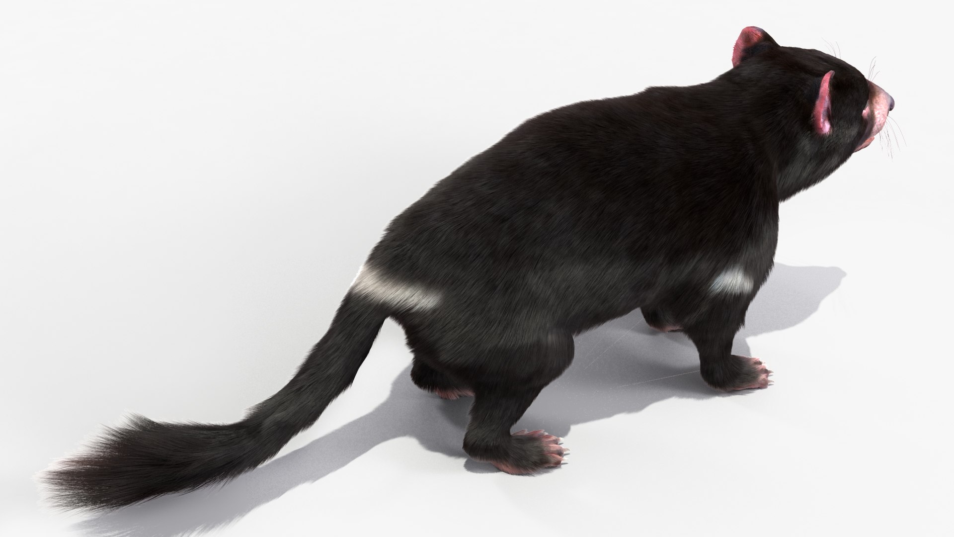 3D Tasmanian Devil Fur Rigged - TurboSquid 2126502