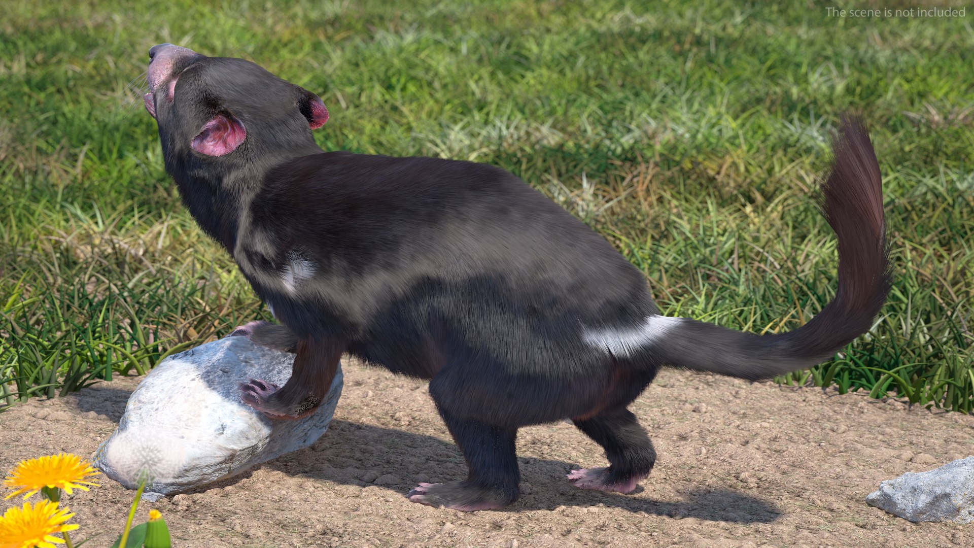 3D Tasmanian Devil Fur Rigged - TurboSquid 2126502