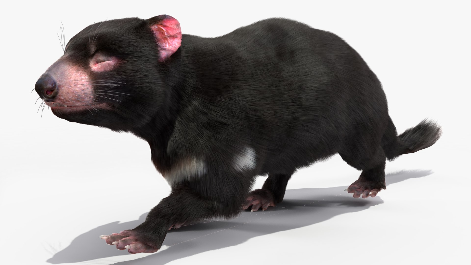 3D Tasmanian Devil Fur Rigged - TurboSquid 2126502