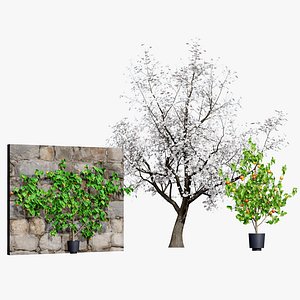 Photorealistic Apricot Flavorcot Tree Pack