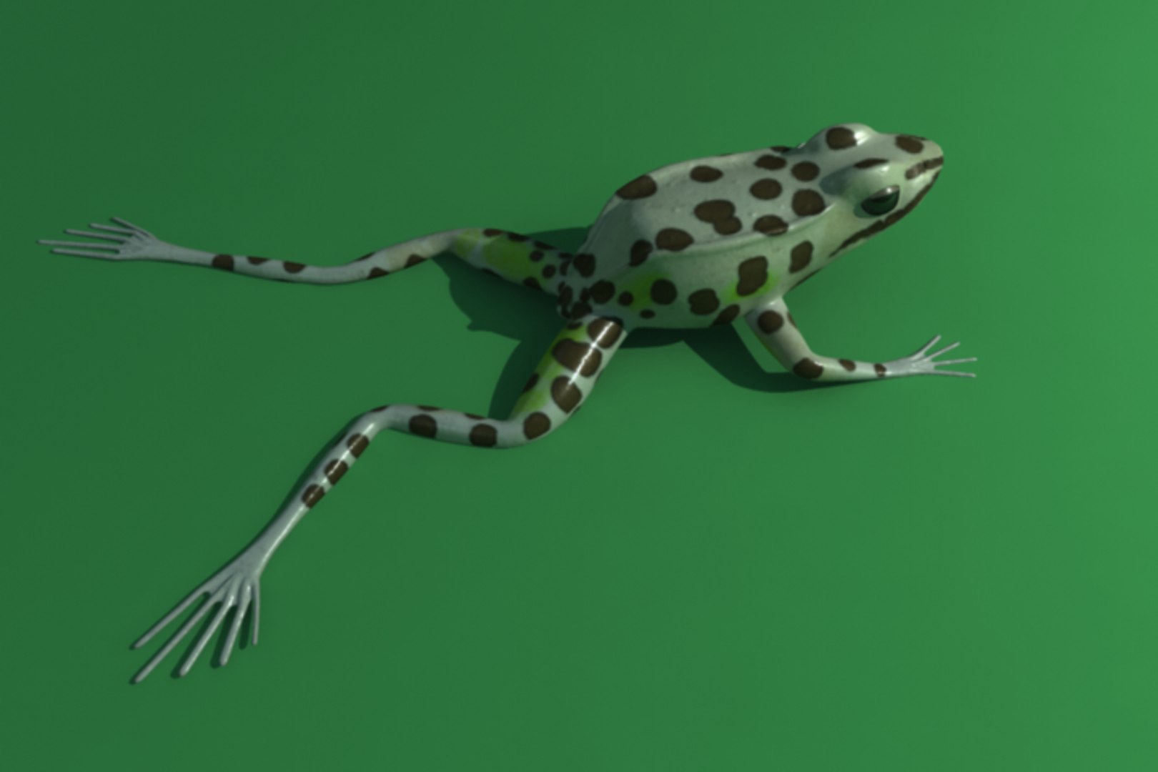 obj leopard frog animation https://p.turbosquid.com/ts-thumb/xT/LxK9f3/zBaP54D6/render09/png/1315323618/1920x1080/fit_q87/30f2664932560436490d73db81da13908d74ef5d/render09.jpg