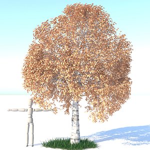 Aspen Tree and Grass