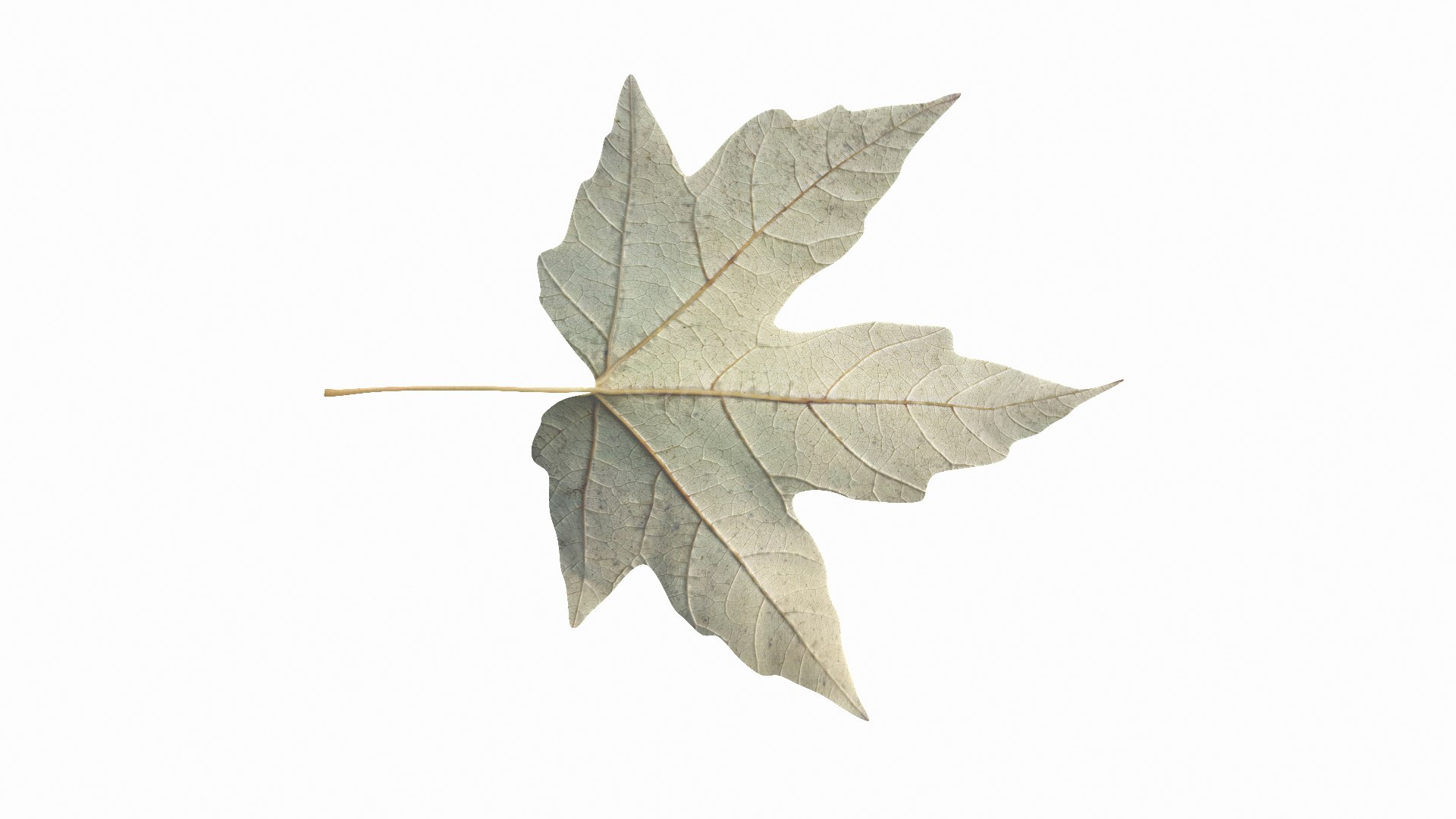 Amur Maple Autumn Leaf 3D Model - TurboSquid 2316490