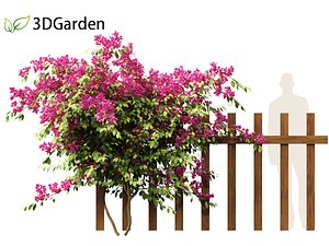 Bougainvillea glabra - Lesser bougainvillea 02 3D model