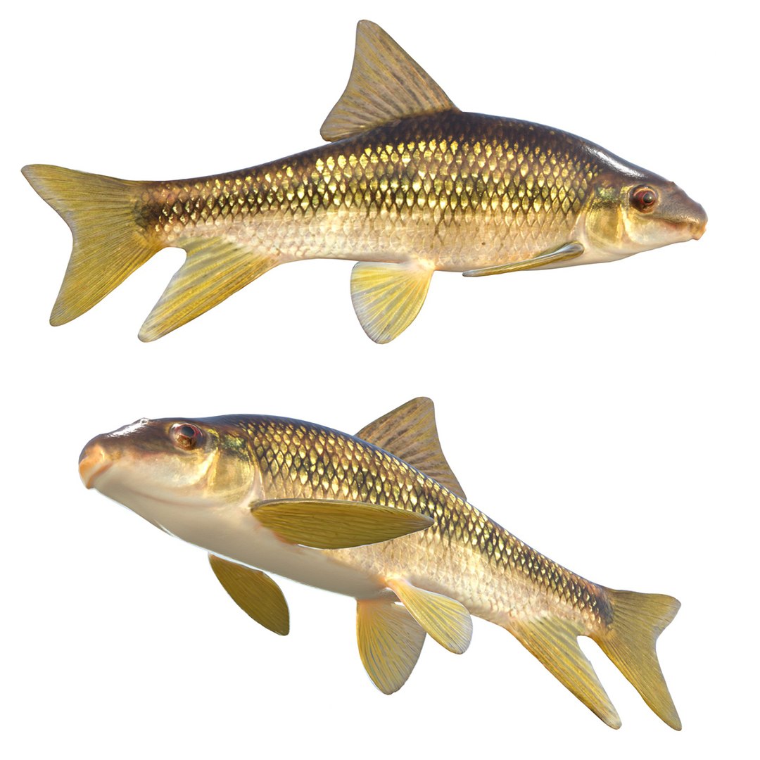 3D Sharpfin Chubsucker Fish - TurboSquid 2512638
