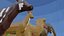 Animal Collection 3D lowpay