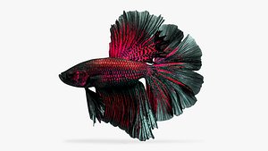 Betta Fish5