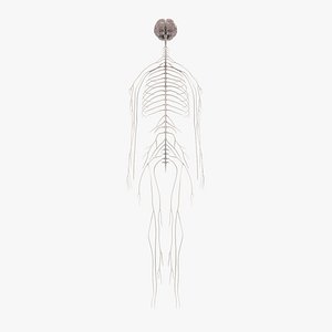 Nervous System