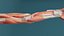 Anatomical Arm Model 3D model