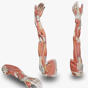 Anatomical Arm Model 3D model