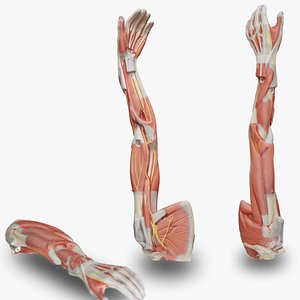 Anatomical Arm Model