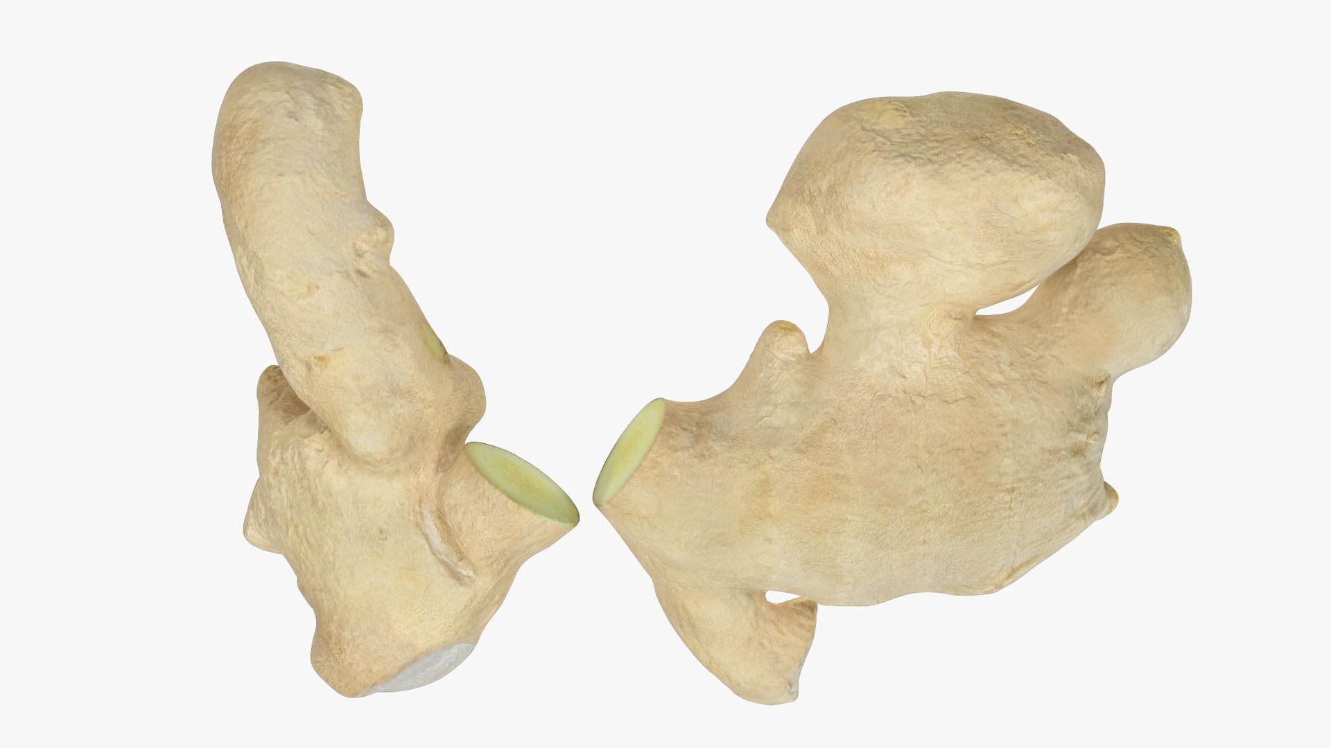 Ginger and Lemon Collection V4 3D model https://p.turbosquid.com/ts-thumb/xU/8HYLhA/q1/gc1_004_017/png/1708301815/1920x1080/fit_q87/d836bc5545d12cc287ad11824a07ededc9044f70/gc1_004_017.jpg