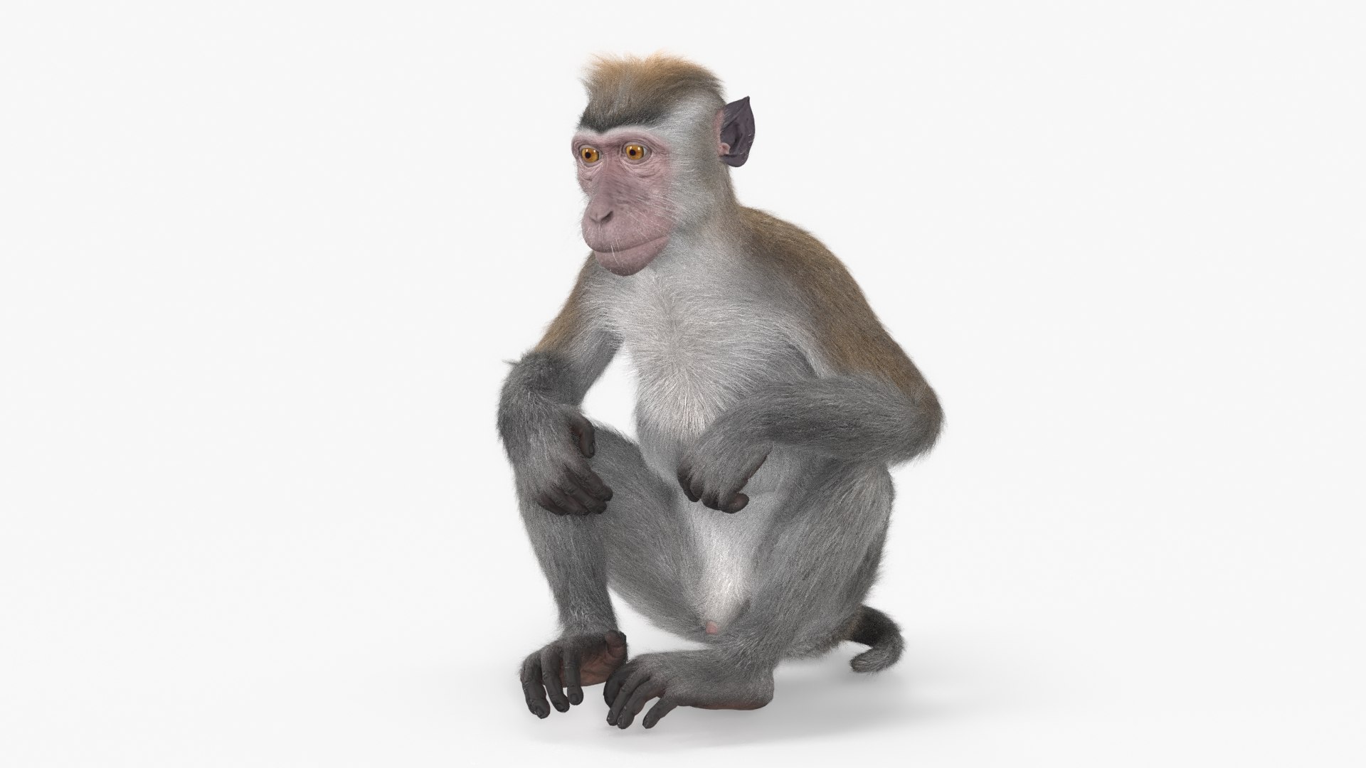 Sitting Rhesus Macaque Monkey Gray Fur model https://p.turbosquid.com/ts-thumb/xU/Bt3niH/Zs/sitting_rhesus_macaque_monkey_gray_fur_002/jpg/1752715842/1920x1080/fit_q87/10b7f2abdd52da2b23d1671dee88523c2ef1286e/sitting_rhesus_macaque_monkey_gray_fur_002.jpg