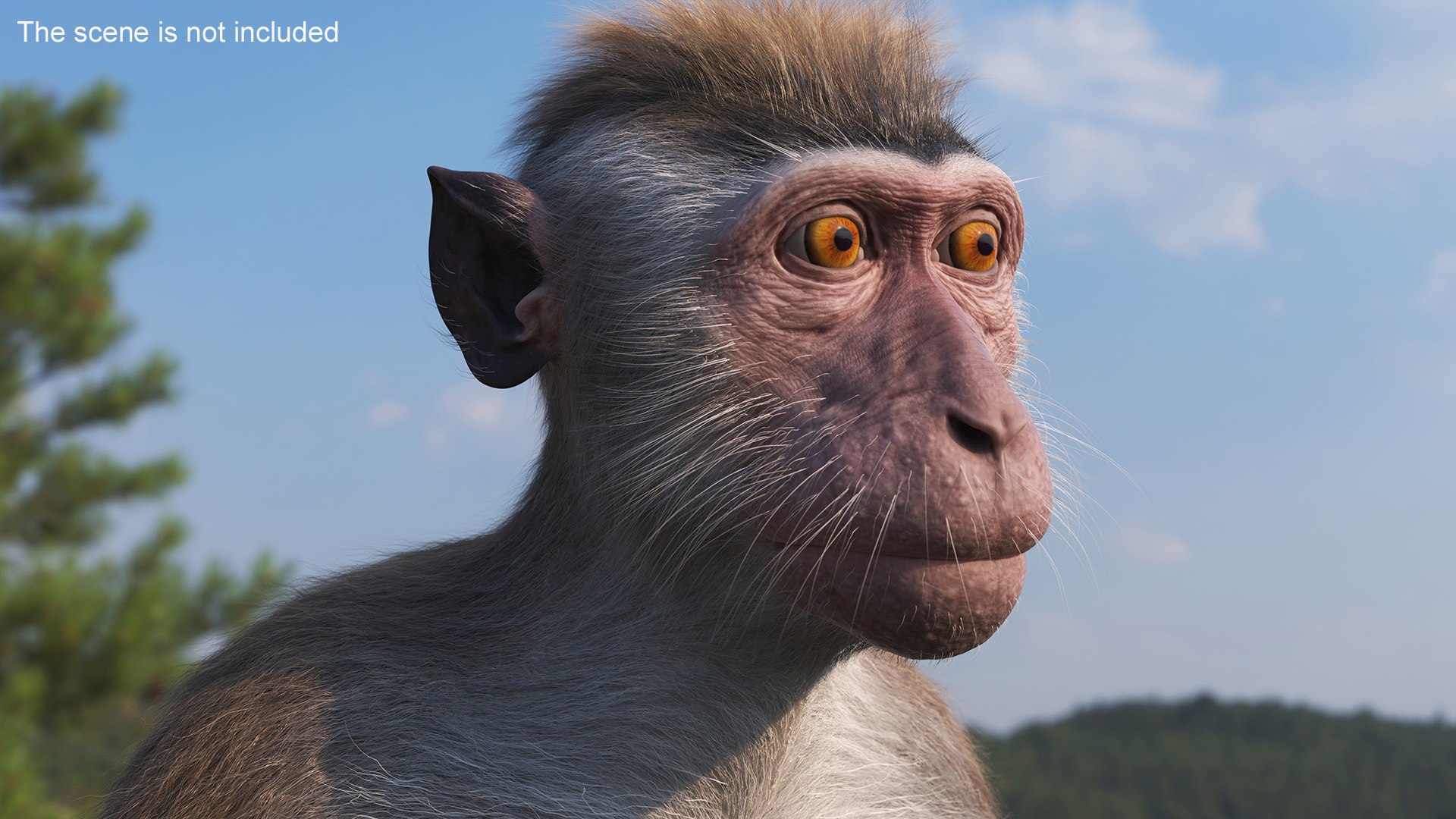 Sitting Rhesus Macaque Monkey Gray Fur model https://p.turbosquid.com/ts-thumb/xU/Bt3niH/tl/sitting_rhesus_macaque_monkey_gray_fur_003/jpg/1752715924/1920x1080/fit_q87/c3abc966c49beab540ad1598583342f51e98e47f/sitting_rhesus_macaque_monkey_gray_fur_003.jpg