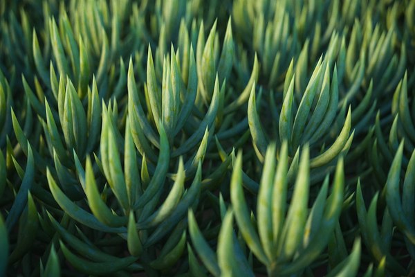 3D XfrogPlants Blue Chalksticks - Senecio Mandraliscae