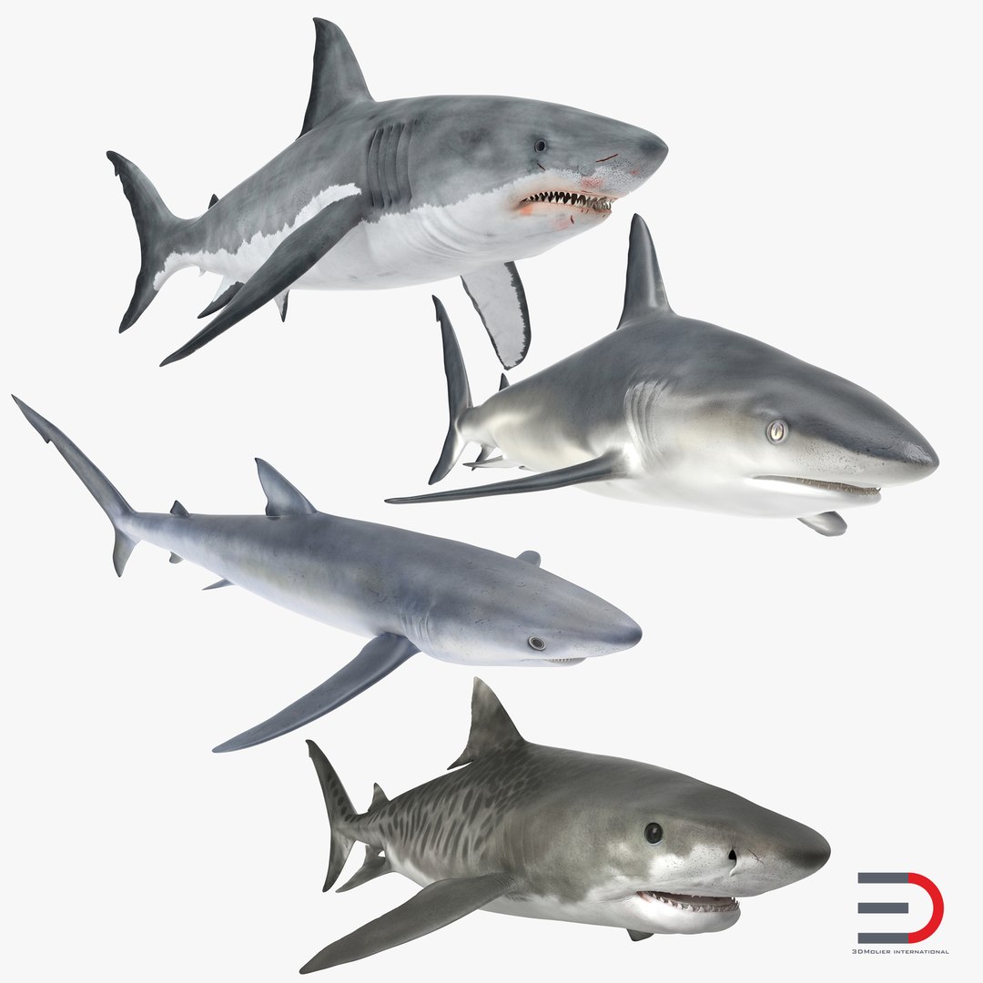 Sharks Collection 3 3D model preview