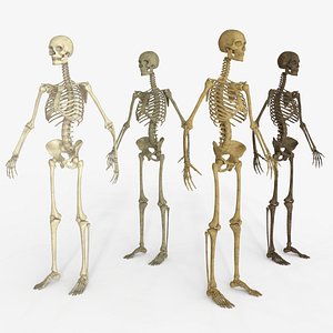 Realistic Human Skeleton  Anatomical Bone Set with Multiple Texture Variations