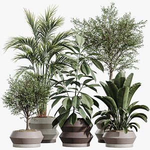 AV Indoor Plants Set 336 Olive and Areca Palm and Banana Nicolai and Ficus Fig 3D model