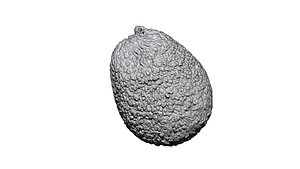 3D Avocado 3D CT scan model decimate 8 percent