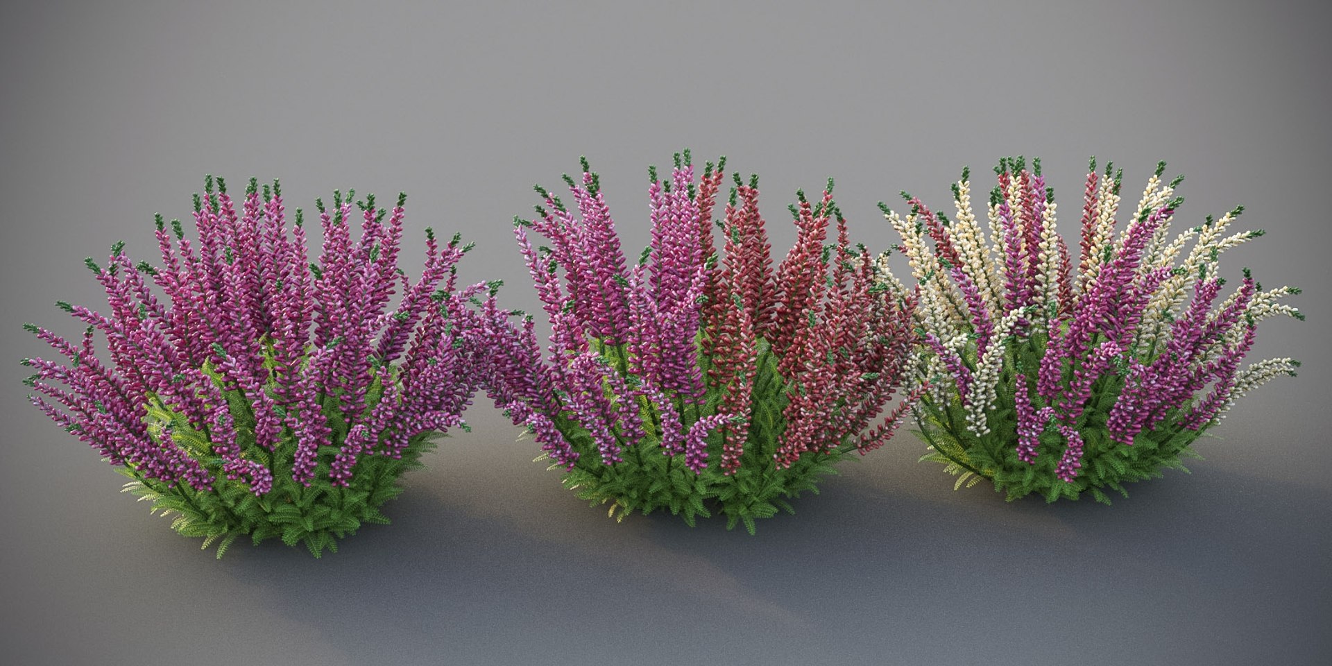 3D XfrogPlants Heather https://p.turbosquid.com/ts-thumb/xU/cvGfe1/5c/heather02/jpg/1620941753/1920x1080/fit_q87/393a660d0a6e6c46edf5fd4889ab321b26387d1d/heather02.jpg