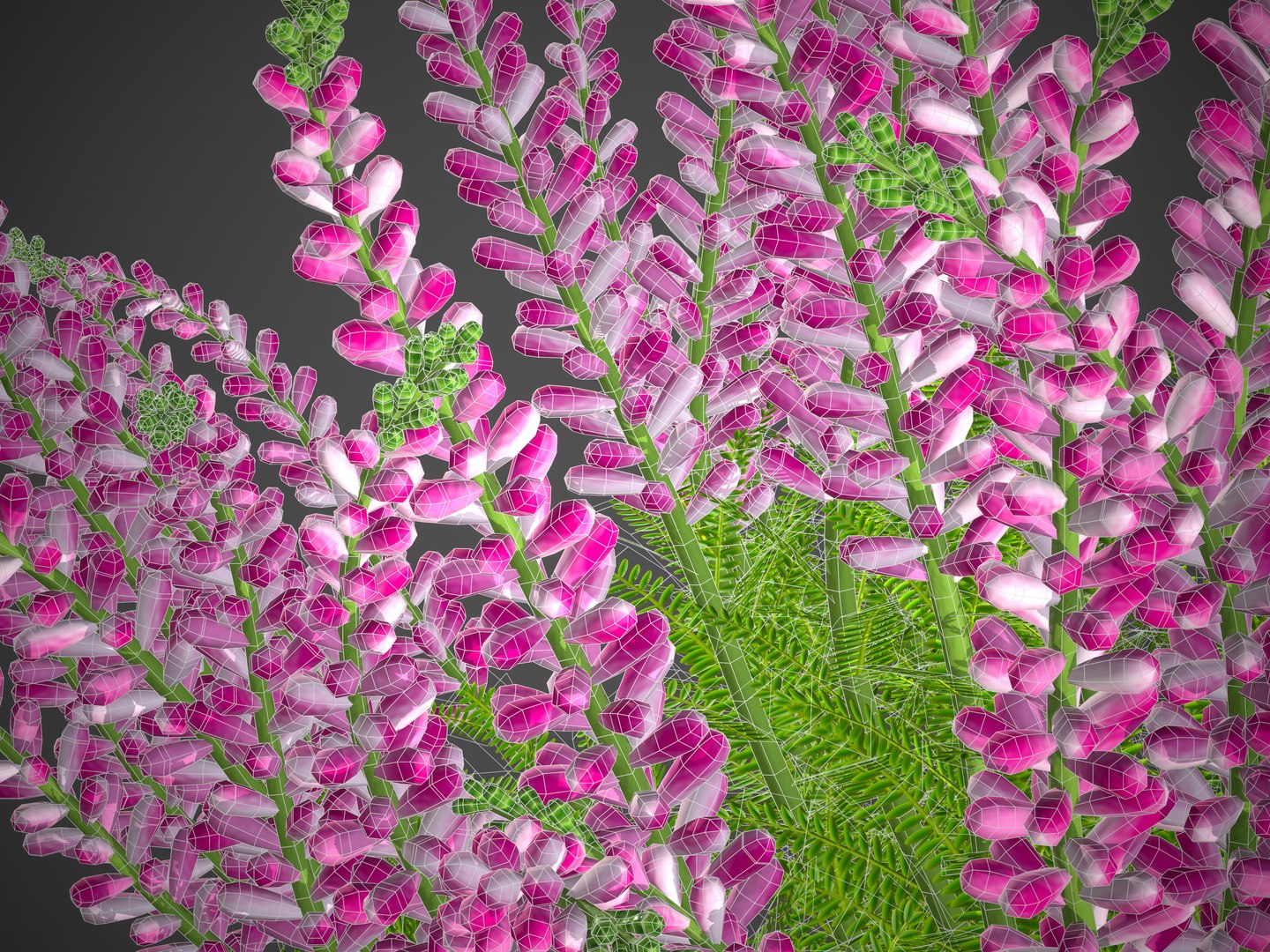 3D XfrogPlants Heather https://p.turbosquid.com/ts-thumb/xU/cvGfe1/Ax/screenshot026/jpg/1620941758/1920x1080/fit_q87/107d758c79ccf7b13222f05b3800144716b91edc/screenshot026.jpg