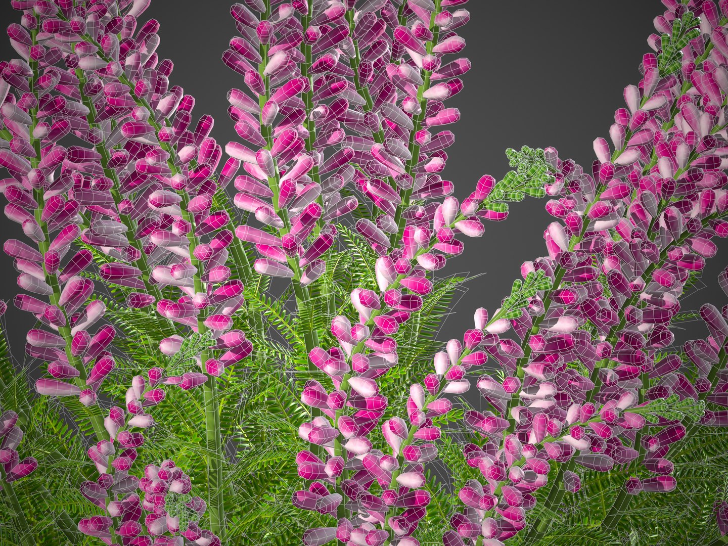 3D XfrogPlants Heather https://p.turbosquid.com/ts-thumb/xU/cvGfe1/FE/screenshot025/jpg/1620941756/1920x1080/fit_q87/a65581fa724eecf555adf7324ed880bdc624063f/screenshot025.jpg