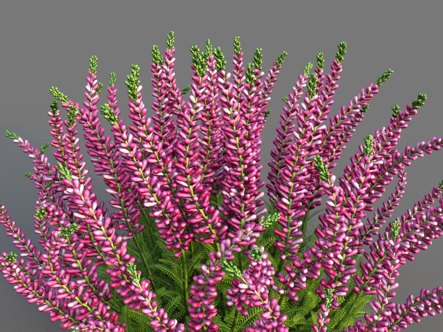 3D XfrogPlants Heather https://p.turbosquid.com/ts-thumb/xU/cvGfe1/JY/heather03/jpg/1620941755/1920x1080/fit_q87/b7f24c02dc1ac083eba83b04e6a8a5edfda4eb9f/heather03.jpg