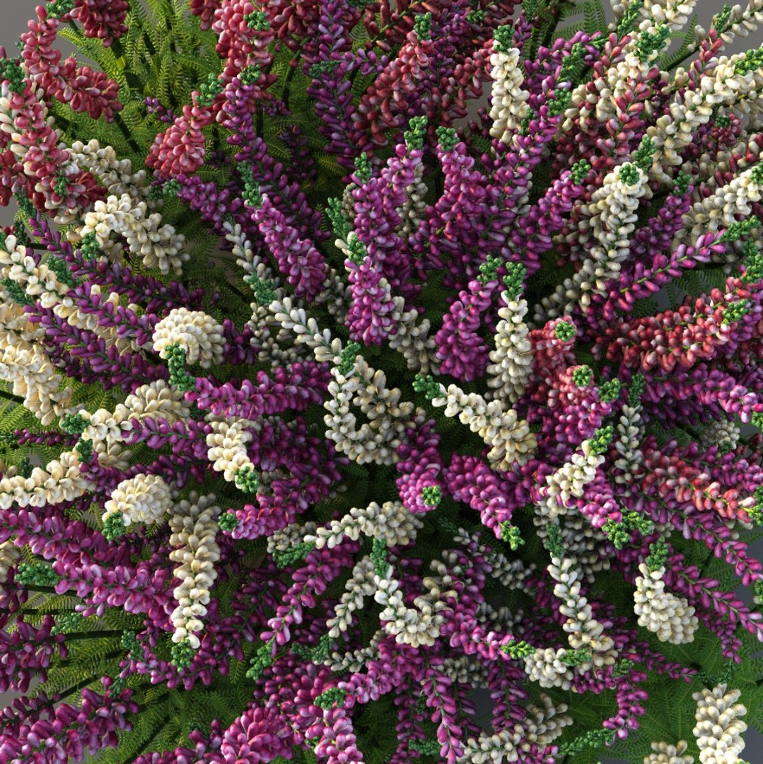 3D XfrogPlants Heather https://p.turbosquid.com/ts-thumb/xU/cvGfe1/Sm/heather/jpg/1620941783/1920x1080/fit_q87/1099ba1e4b9f113de09e9483867a296bb281c844/heather.jpg