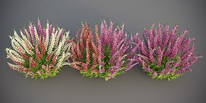 XfrogPlants Heather