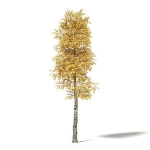 3D silver birch 8 5m