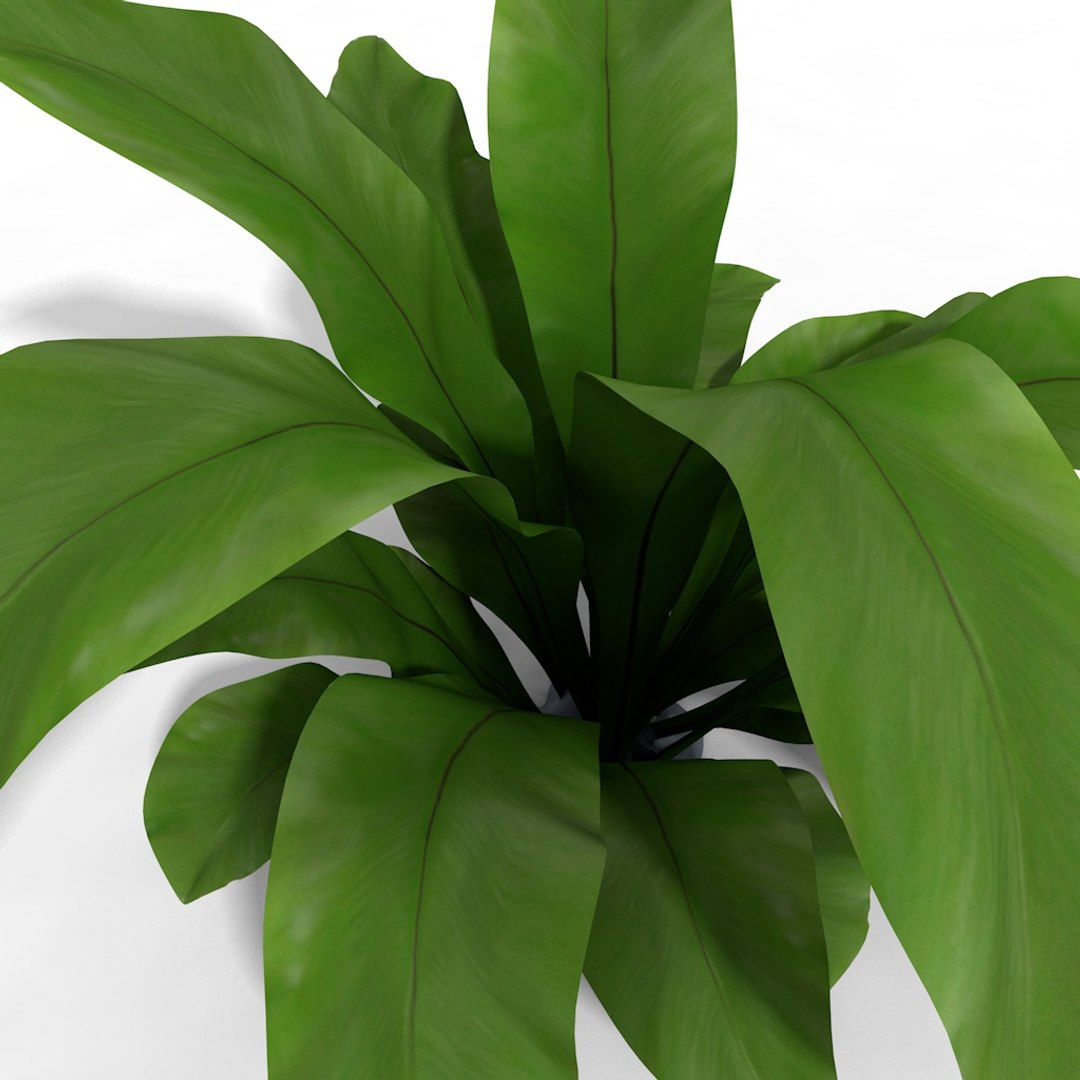 3d asplenium model https://p.turbosquid.com/ts-thumb/xU/yelUzo/EOWnBjKu/asplenium_close_up/jpg/1470061687/1920x1080/fit_q87/8f1d7badb66349401624161cdce5acd3faeac234/asplenium_close_up.jpg