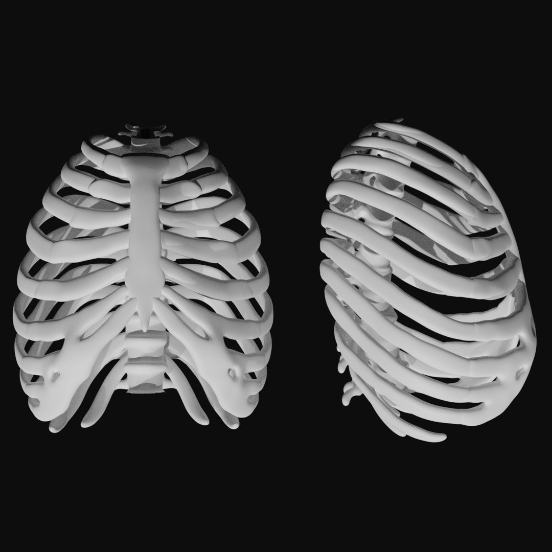 3D Model Rib Cage - TurboSquid 1744477