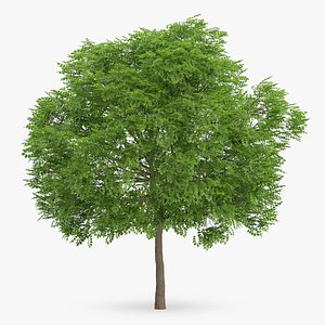 3d wild service tree 10m