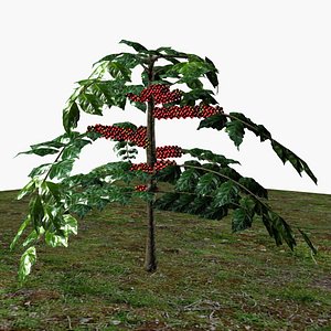 Coffee tree