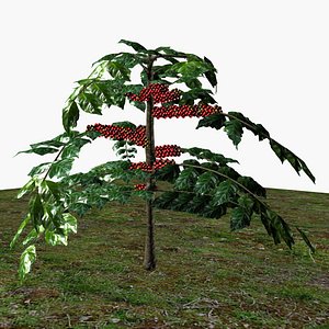 Coffee tree