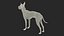 Xoloitzcuintli in a Baskerville Muzzle Fur