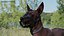 Xoloitzcuintli in a Baskerville Muzzle Fur