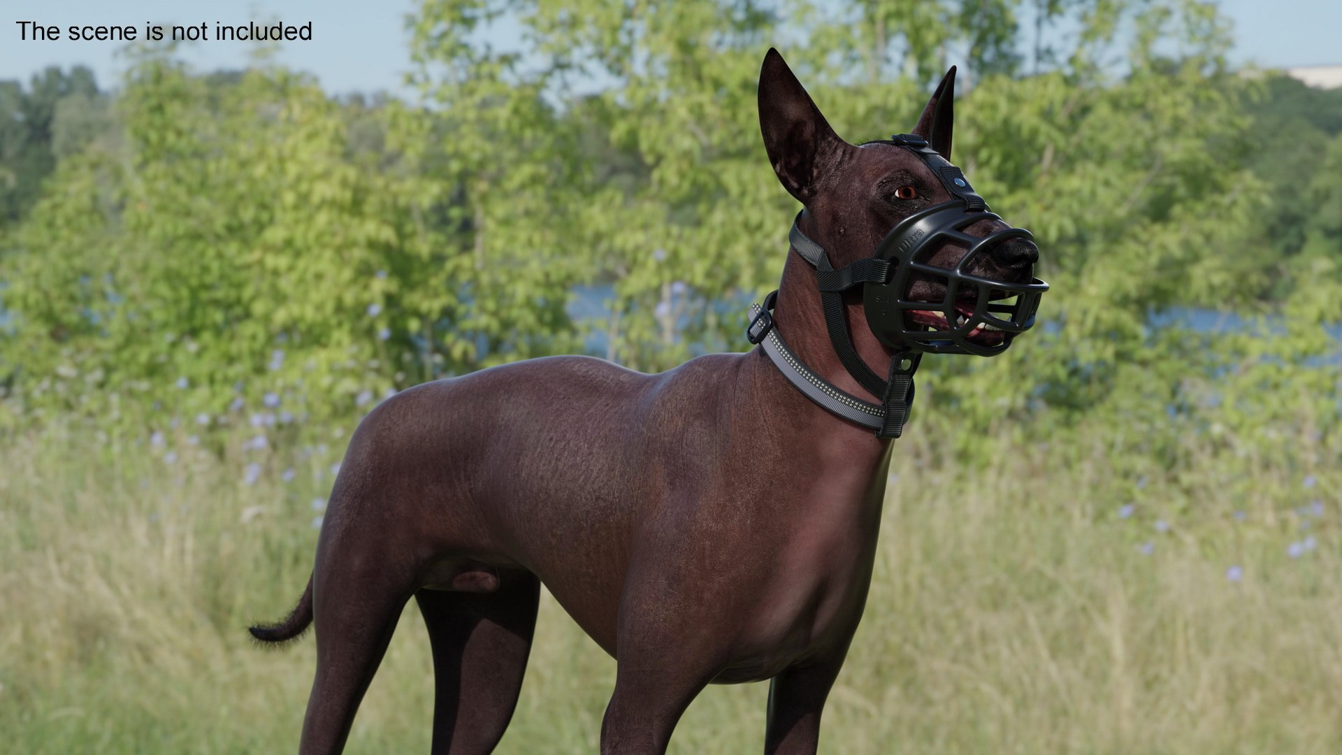Xoloitzcuintli in a Baskerville Muzzle Fur model https://p.turbosquid.com/ts-thumb/xV/Mfq7N4/PE/xoloitzcuintli_in_a_baskerville_muzzle_fur_003/jpg/1727072341/1920x1080/fit_q87/0edf3c9f1c81c024101abf13144b482f75708f4c/xoloitzcuintli_in_a_baskerville_muzzle_fur_003.jpg